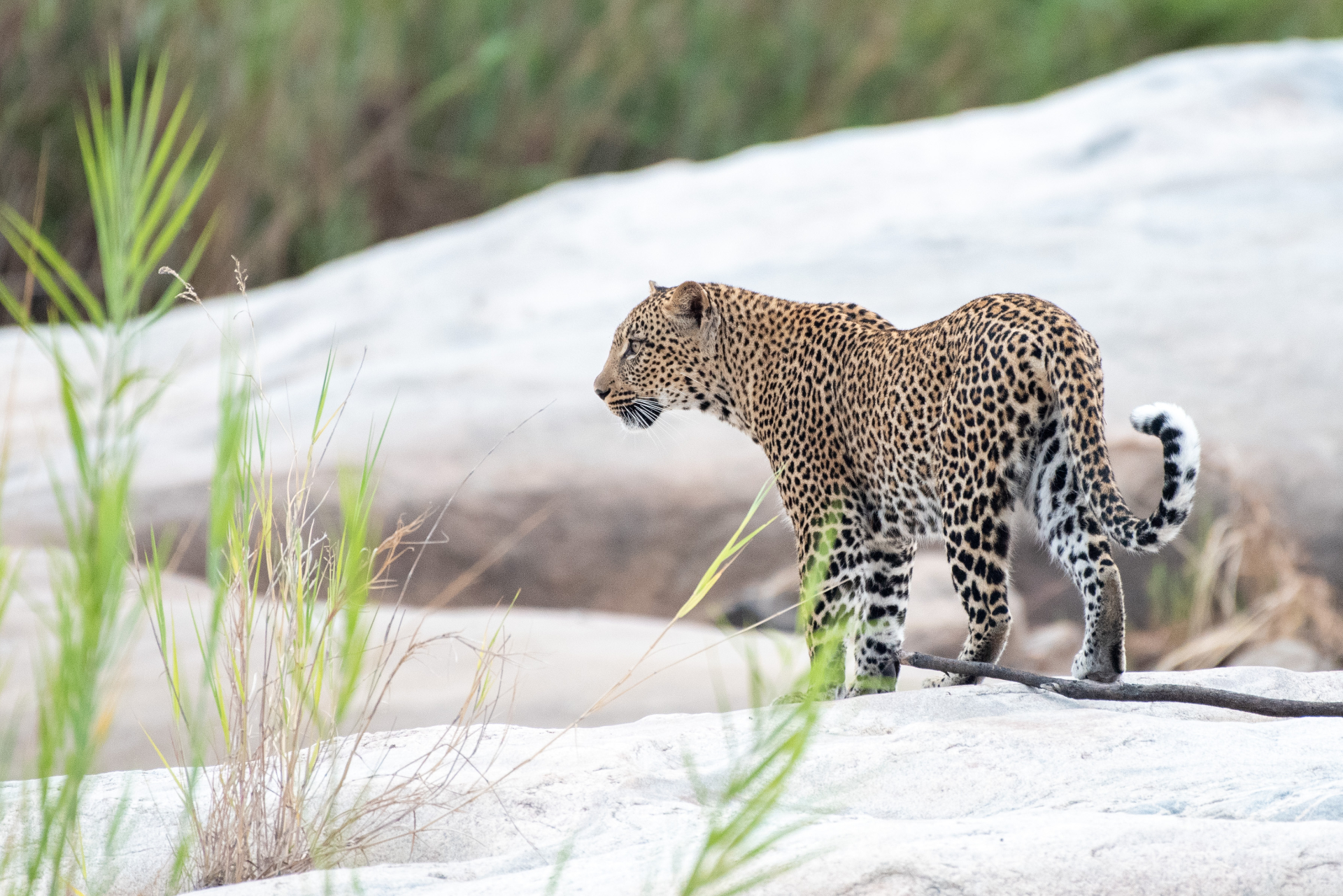Kruger National Park